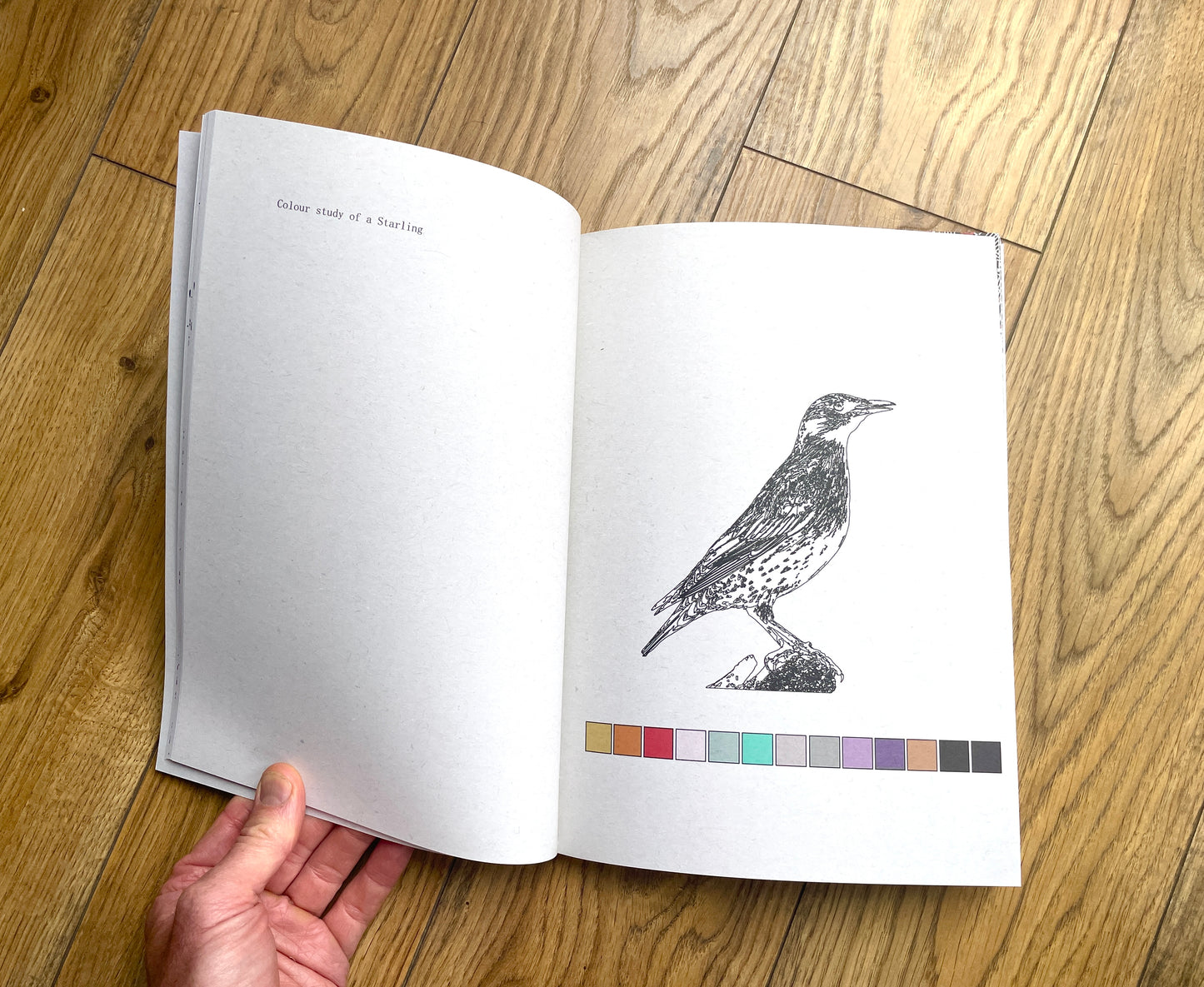 It Started With The Starlings - A book by Chris Snow / Maps & Diagrams. Part atlas, bird book, picture book, story book